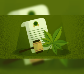 Ligji për kanabisin, potenciali ekonomik dhe sfidat sociale